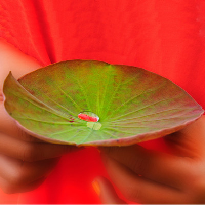 Water Lily
