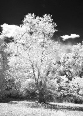 Infrared St. Marys County