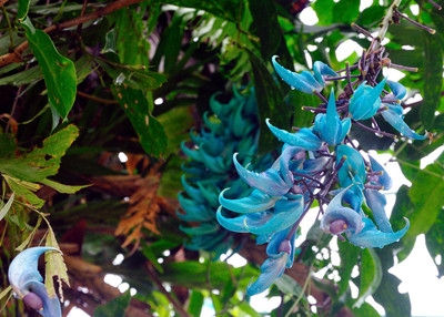 Philippine Jade